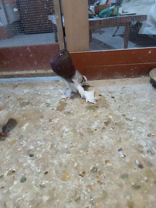 Готовая пара дутышей