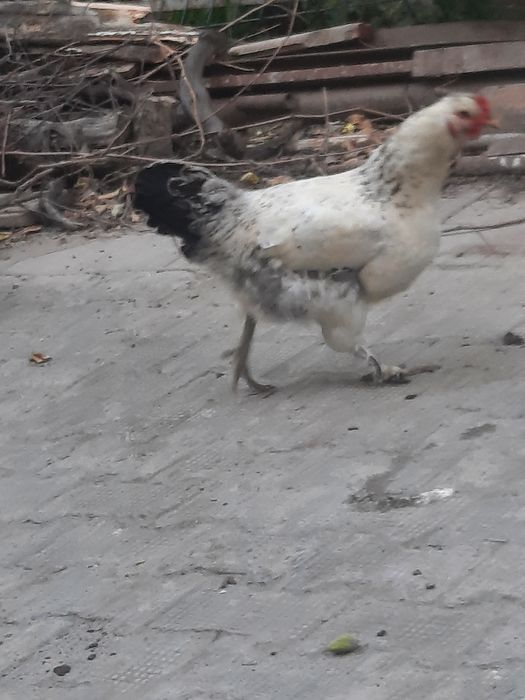 Tovuq sotiladi yaxshi boqilgan