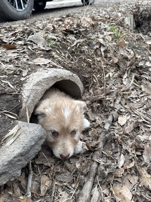 Щенята в добрые руки