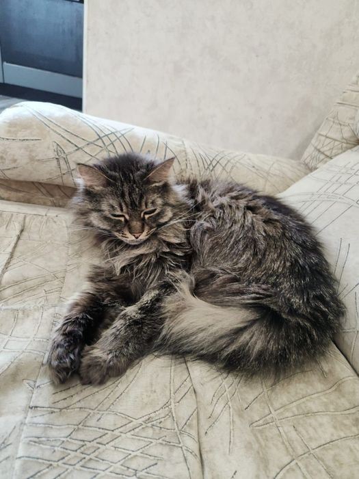 Отдам кошечек в хорошие руки