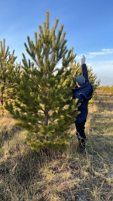 Сосна крымские обычные