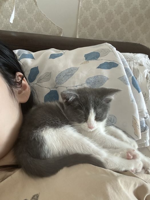 Отдам котенка в добрые руки