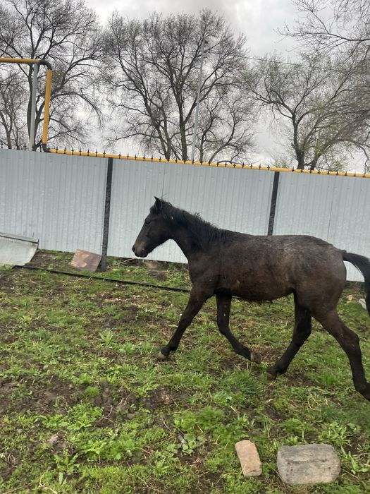 Тай шыгар сатылат