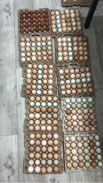 Продам куриное инкубационное яйцо.