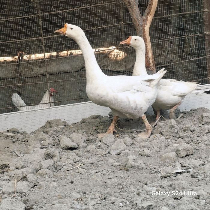 Нар мода  утган йилги