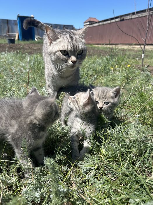 Отдам котят даром. В добрые руки.