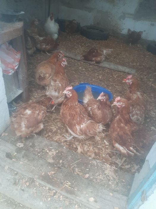 Продам срочно продам