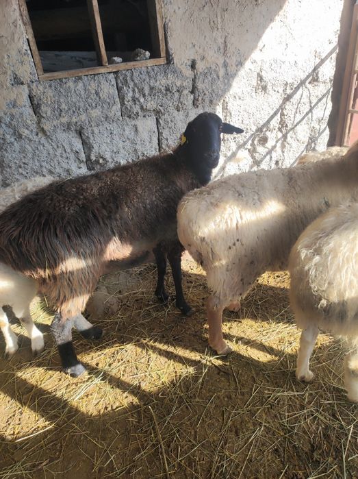 Семиз қой жемде тұр