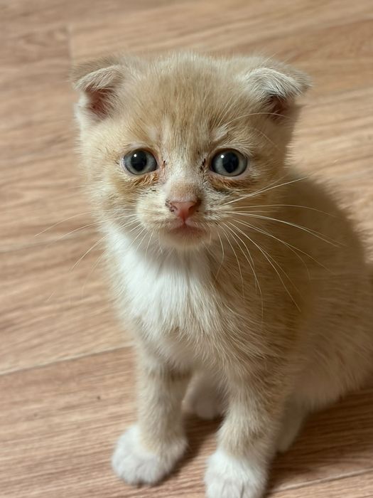 Отдадим котят в хорошие руки