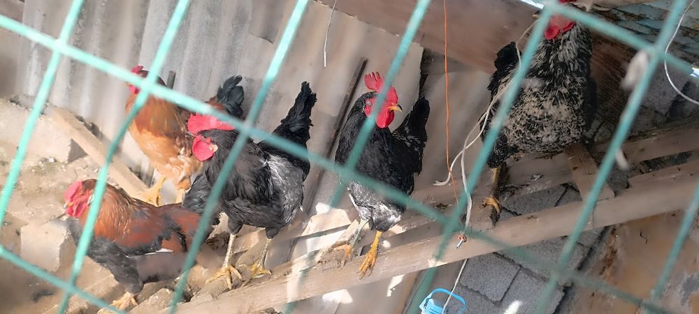 Хурозлар ва Брама товуқлар сотиладилади