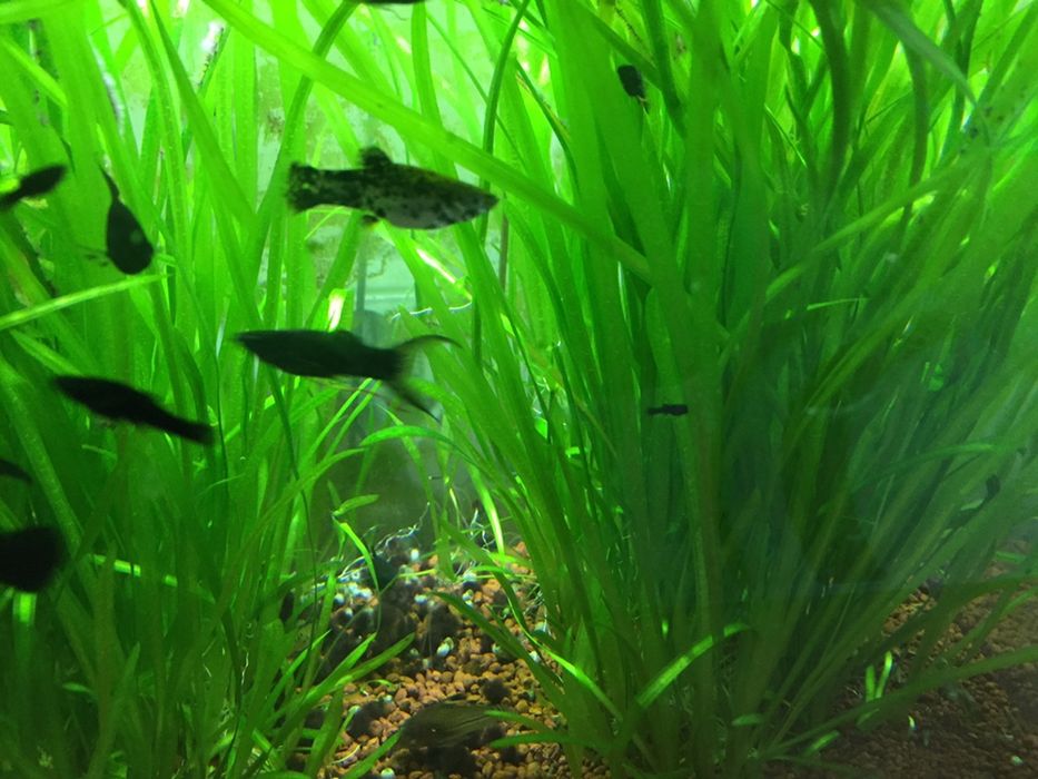 Vand pești, molly si plante de acvariu
