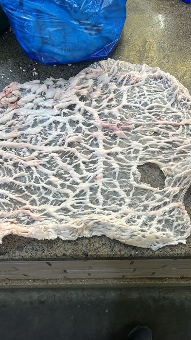 Түрік мысырлық секс