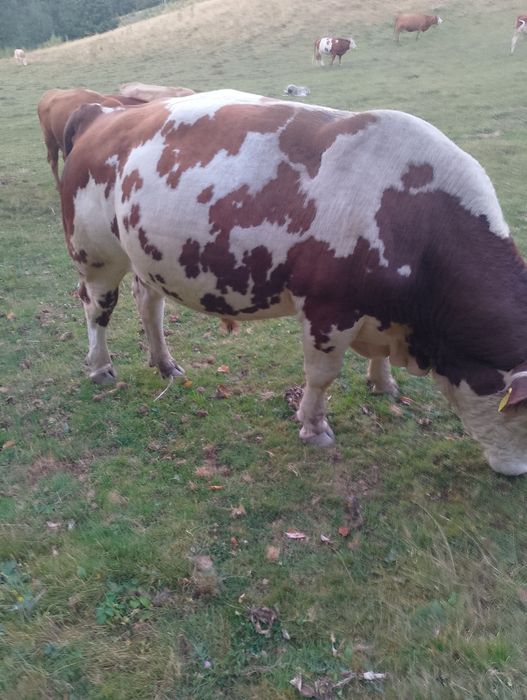 De vânzare taur bălțat mai multe detalii la tel.