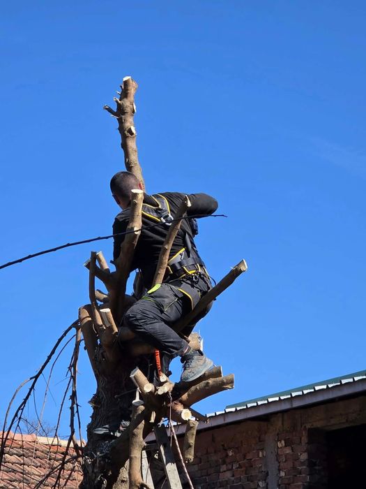 Косене , премахване и рязане на дървета