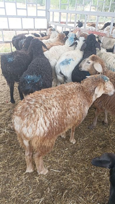 Кой токты баран сатам