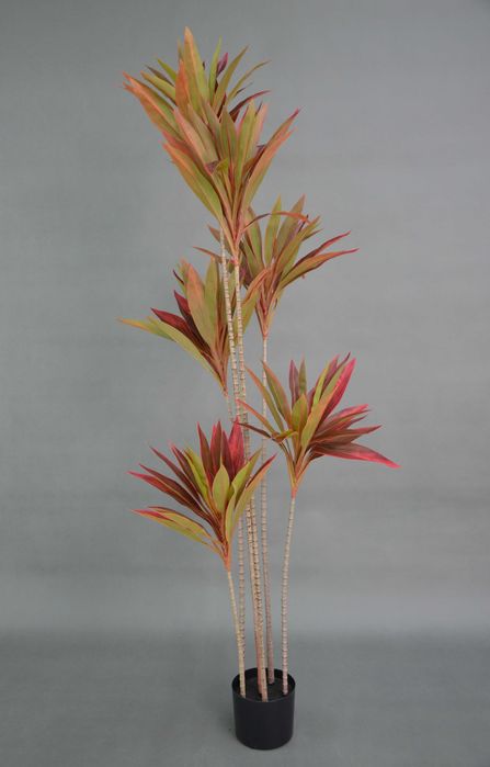 Дерево Кордилина 175см