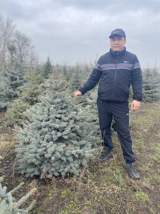 Голубые ели