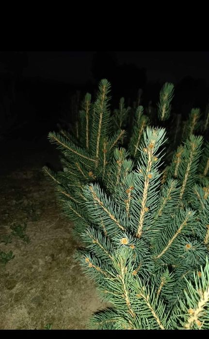 puieți forestieri pentru ampadurire pentru terenurile degradate