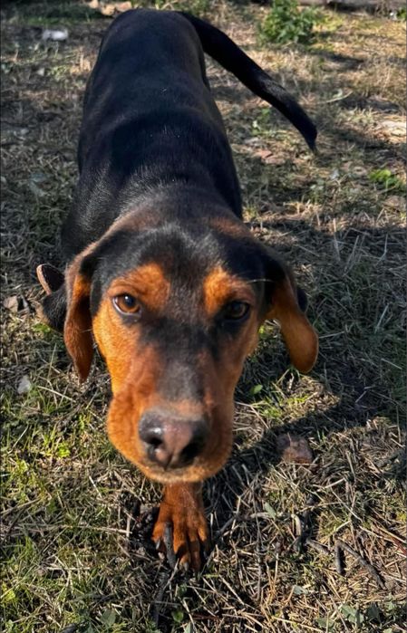 Бараче и Гонче търсят спешно дом