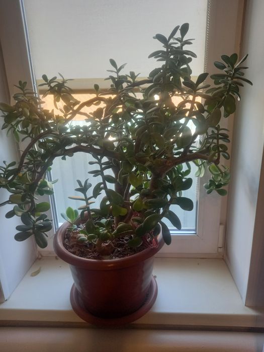 Продам большой цветок 5 тыс тенге.