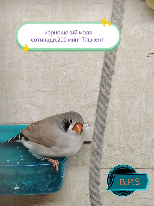 Зебровые амадины