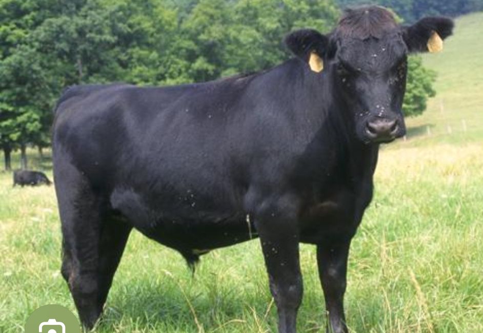 Бычки 8 голов готовые на мясо 2 годовалый