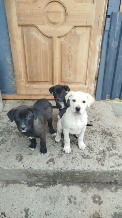 Отдам в добрые руки