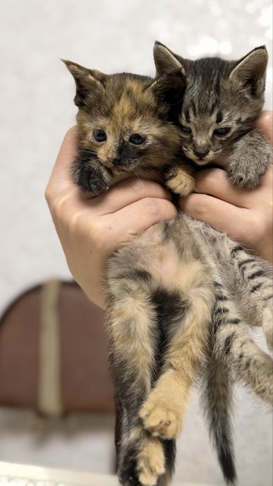 Котенок бесплатно