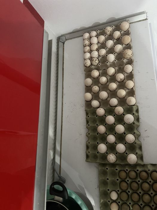 Oua de curca romanesti 7 lei