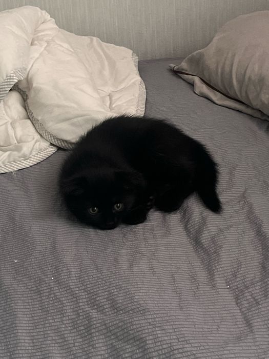 черная вислоухая кошка