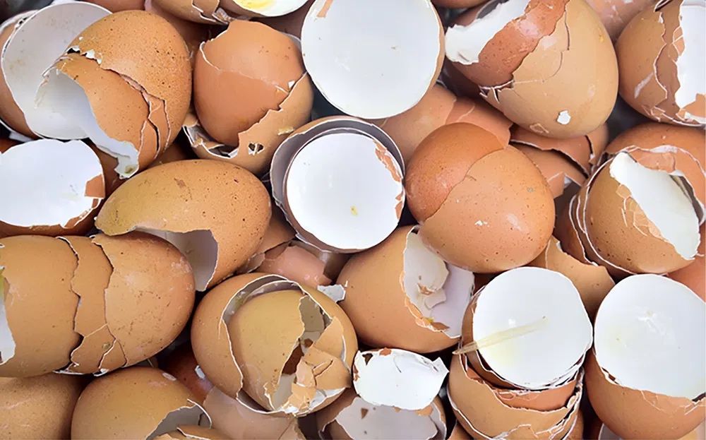 Tuxum poʻchogʻi ( kaltsiy )