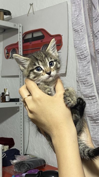 Отдам котят в добрые руки