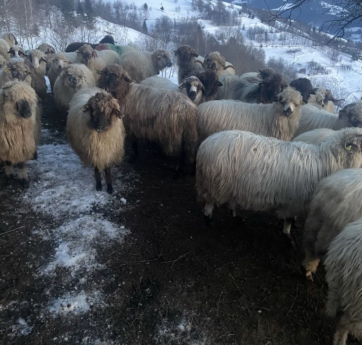 oi turcana de vanzare