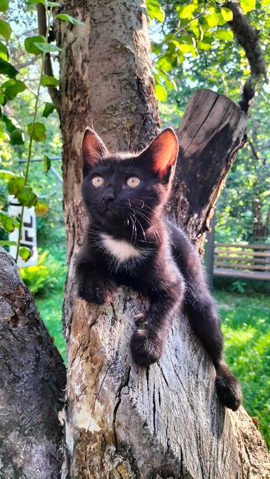 Котенок черный  бесплатно