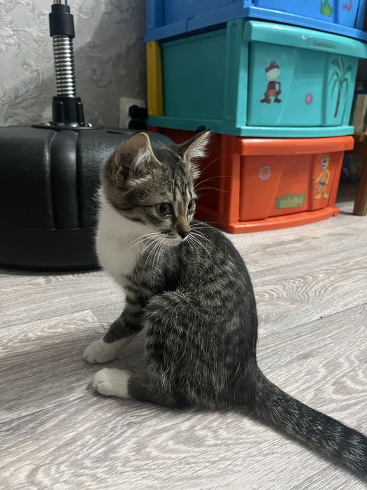 Отдам  котёнка, девочка