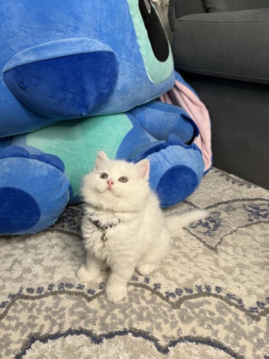 Mushuk bolasi sotiladi