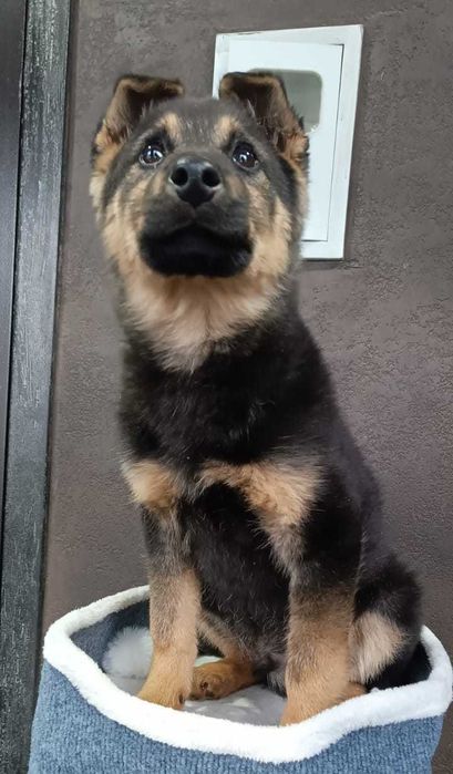 Щенок ищет дом и любящих хозяев