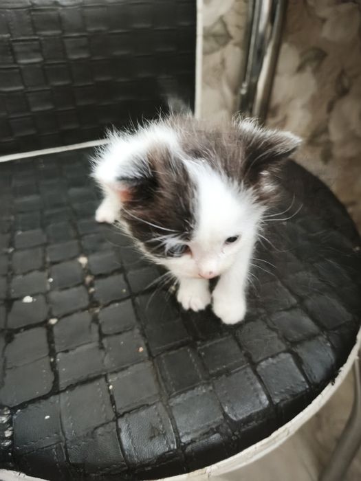Отдам котят ! Бесплатно