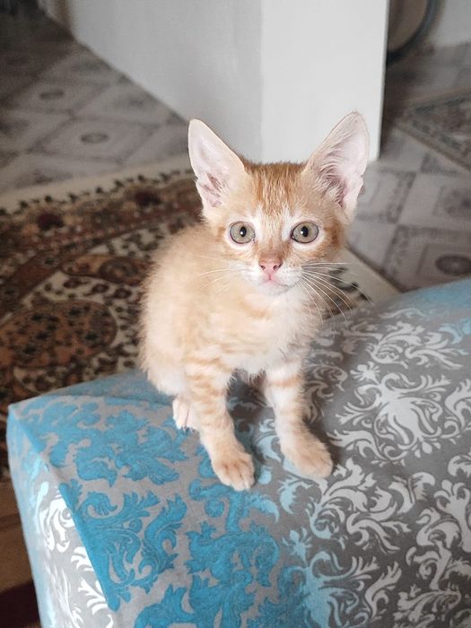 Котята мальчики бауырластар 2