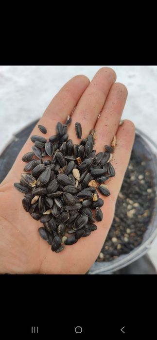 Подсолнечник лузговой