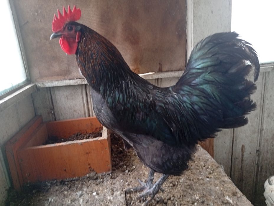 Cocosi australorp