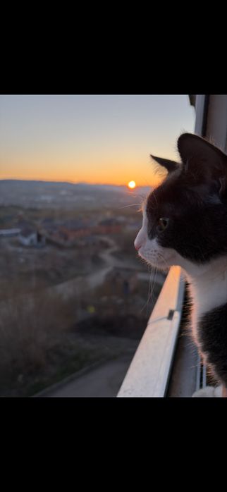 Отдам кота в добрые руки!