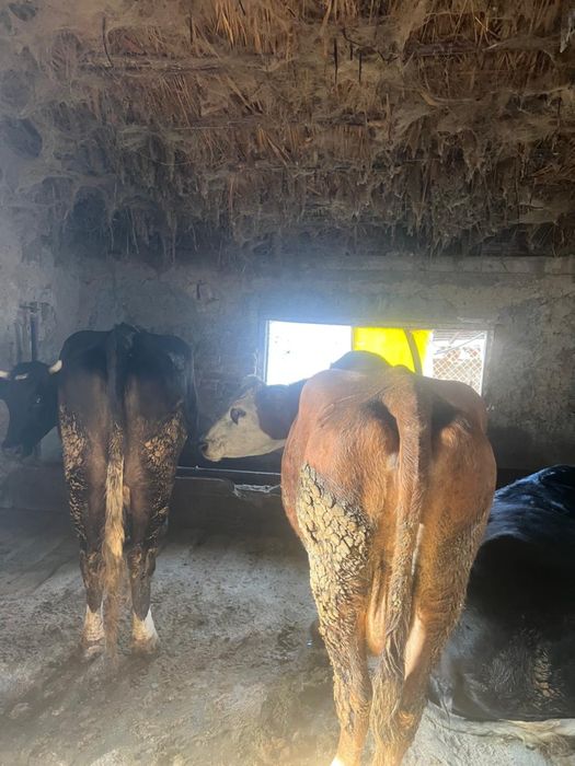 Дойнвя корова с вкусным молоком