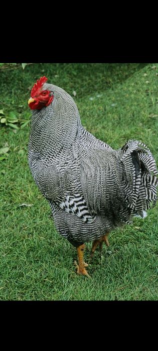 Vind pui Brahms Australorp și de taŕa