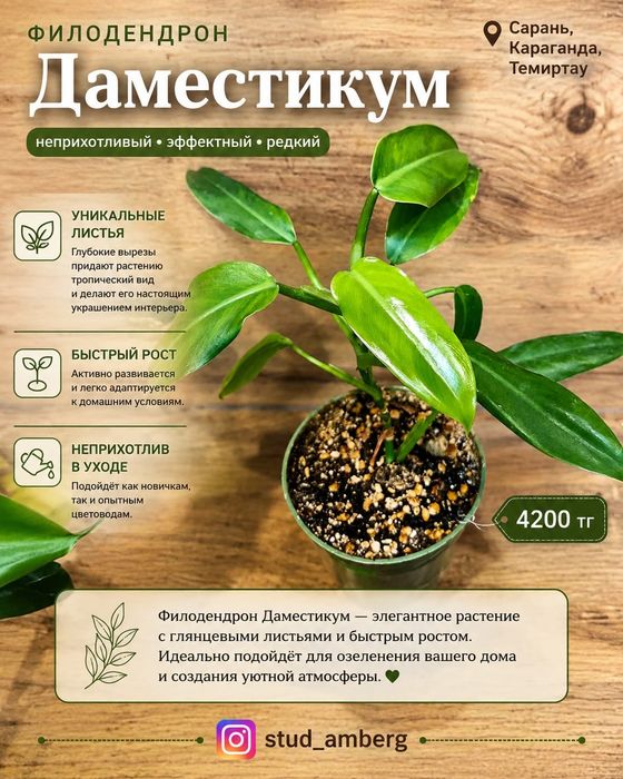 Филодендрон  1...