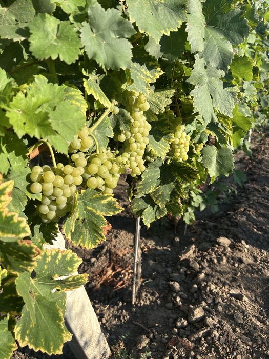 Struguri de vanzare, otonel, ceasla , de vin si de masa