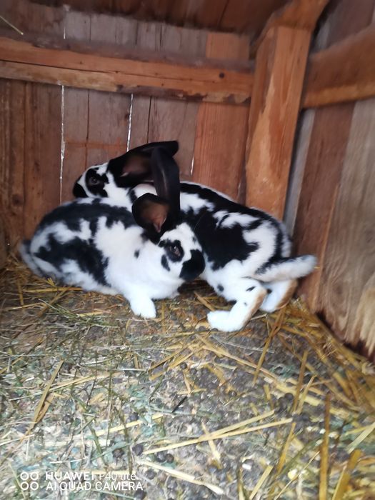 Iepuri uriaş de Transilvania si fluture German