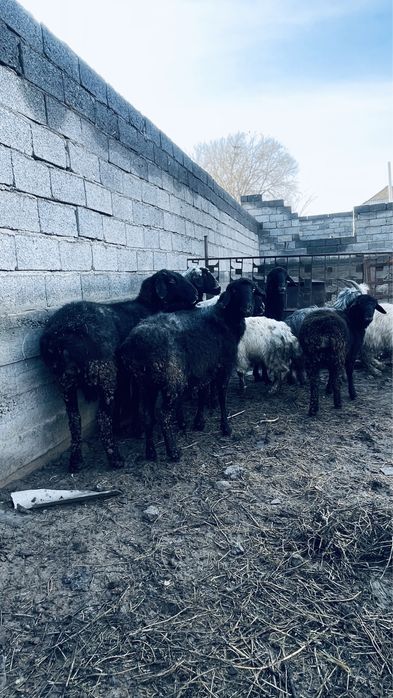 Семіз  қойлар сатылады