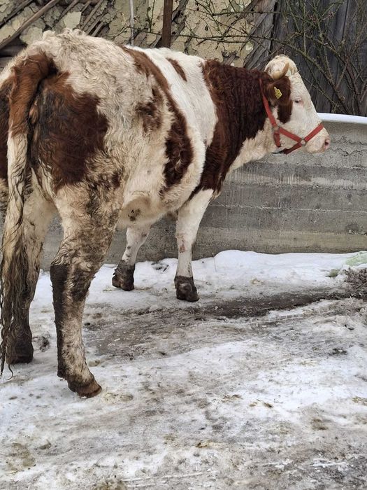 Junică gestanta in 7 luni