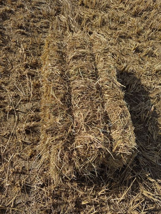 Sholi preslar sotladi